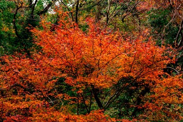 菊池渓谷の紅葉