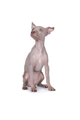 American Hairless Terrier dog isolated against white background