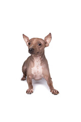 American Hairless Terrier dog isolated against white background