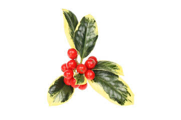 Variegated olly sprig