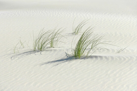 Strandhafer in den D&uuml;nen