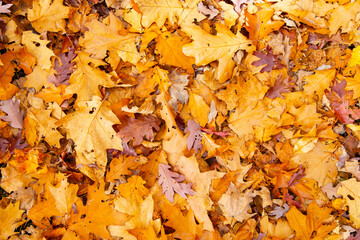 yellow autumn oak leaves