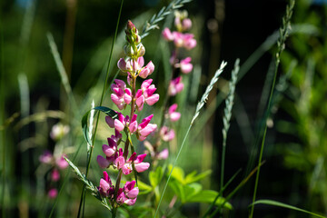 Nice summer field flowers at sunny day nature close up photography