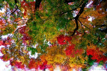 洗竹窓址の紅葉