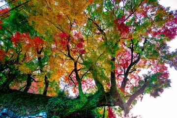 Fototapeta premium 洗竹窓址の紅葉