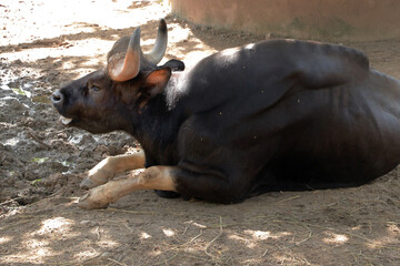 Wild Gaur Sitting and eating the Grass Looking Forward in Zoo