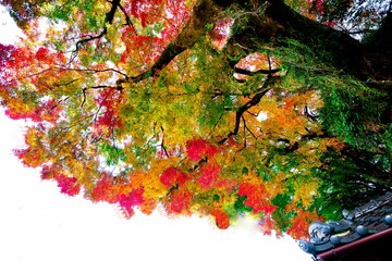 洗竹窓址の紅葉
