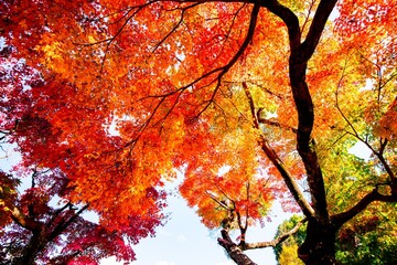 洗竹窓址の紅葉