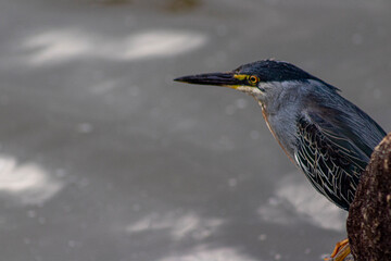 Patos e cisneis no lago