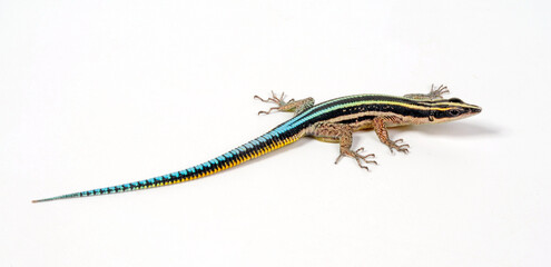 Sawtail lizard // Blaue Sägeschwanzeidechse (Holaspis guentheri) © bennytrapp