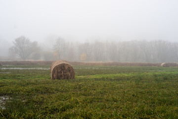 Zalane łąki pod Łęczycą. bele siana w wodzie, rozlewisko Bzury © Piotr Szpakowski