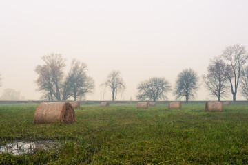 Zalane łąki pod Łęczycą. bele siana w wodzie, rozlewisko Bzury © Piotr Szpakowski