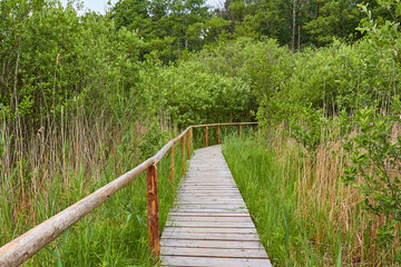 Obraz premium Steg durch die grüne Natur