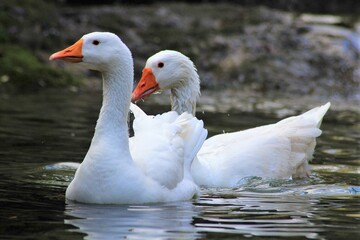 Oies blanches de Touraine sur les Seynes 