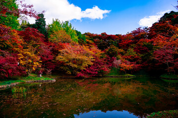 朝地の紅葉