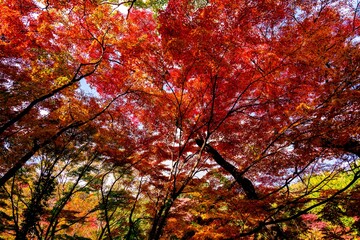 朝地の紅葉