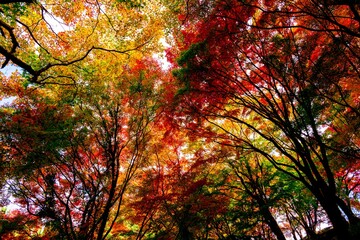 朝地の紅葉