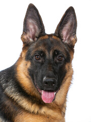 German shepherd dog portrait. Image taken in a studio.