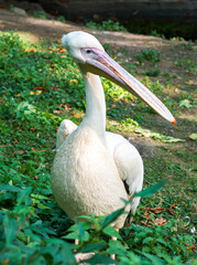 Pink pelican (Pelecanus onocrotalus)