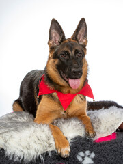 German shepherd dog portrait. Image taken in a studio.