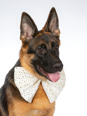 German shepherd dog portrait. Image taken in a studio. The dog is wearing a giant bow. Funny dog picture.
