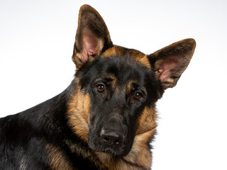 German shepherd dog portrait. Image taken in a studio.