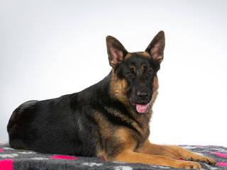 German shepherd dog portrait. Image taken in a studio.