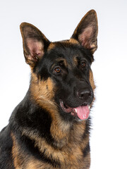 German shepherd dog portrait. Image taken in a studio.