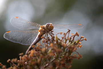 close up of a dragonfly resting with spread wings outside in the garden with blurry background, beautiful bokeh