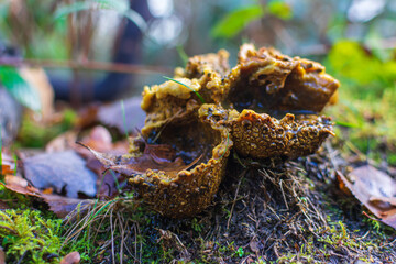 mushroom on the tree