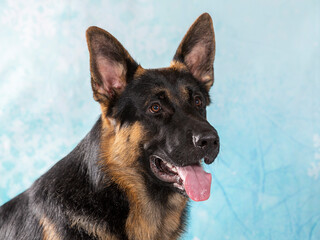 German shepherd dog portrait. Image taken in a studio with Christmas background.