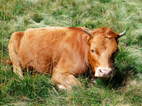 Happy free range relaxed organic resting brown cow on the meadow in the grass in the summer
