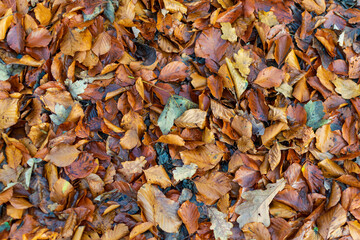leaves background