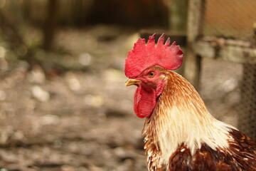 Chicken Close-up