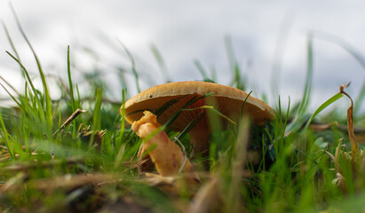 mushroom in grass