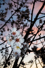 Flor de almendro