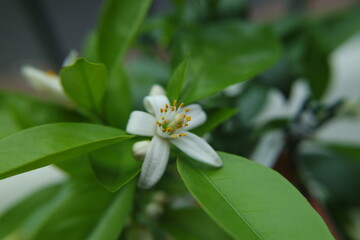Orange flower