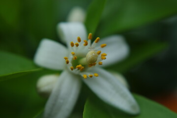 Macro closeup of orange flower