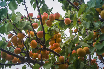 Apricot tree in Patagonia.