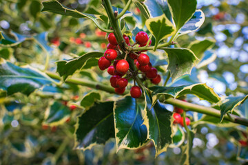red berries on a branch