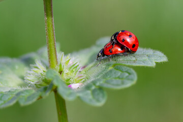 seven-spot ladybird on leaf in nature
