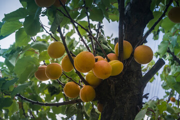 Apricot tree in Patagonia.