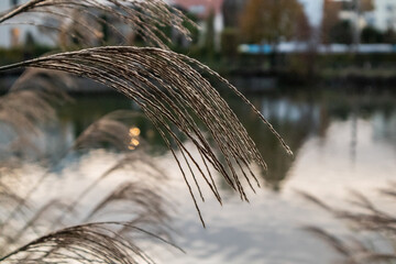 Schilf am Teich bei Sonnenuntergang in Graz