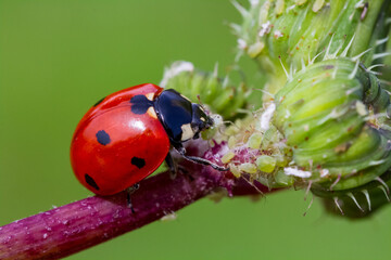 seven-spot ladybird on leaf in nature