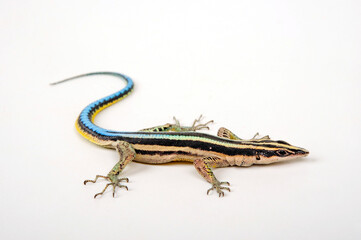 Sawtail lizard // Blaue Sägeschwanzeidechse (Holaspis guentheri) © bennytrapp