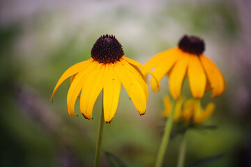 Black Eyed Susans