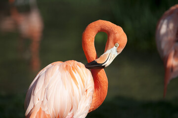 Flamingo