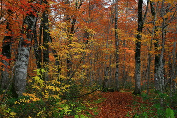 紅葉の桃洞渓谷