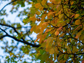 The transition from summer to autumn. Close-up of autumn red and yellow tree leaves on blurred background in sunny weather