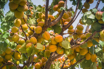 Apricot tree in Patagonia.